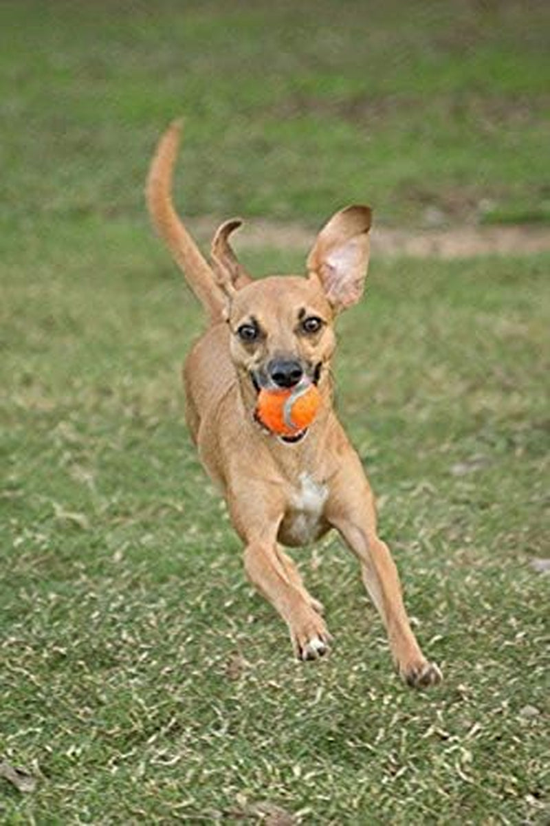 Large Tennis Ball 3 Inch, 2-Pack Shrink Sleeve Package