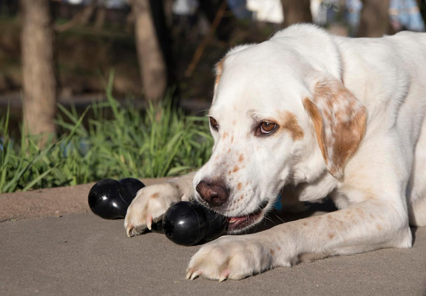 Extreme Goodie Bone™ - Durable Rubber Dog Bone for Power Chewers, Black - for Medium Dogs